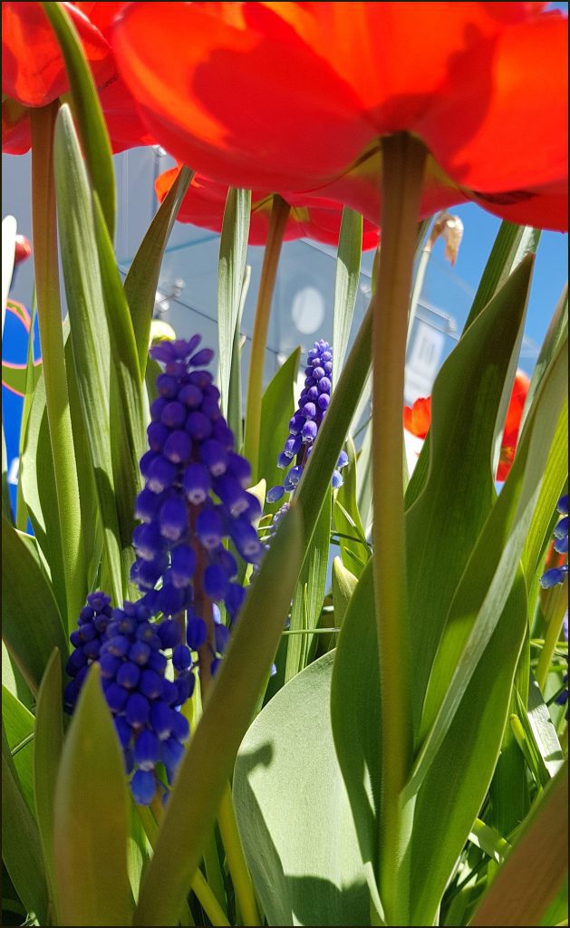 HORTUS-MAGICUS-Svogūniniai-augalai-Pasakų-šalyje-.Bulb-plants.