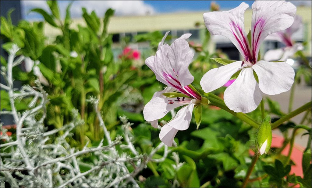 HORTUS-MAGICUS.-Aplinkos-sutvarkymas-.-Vasaros-pradžia..Early-summer-plants.