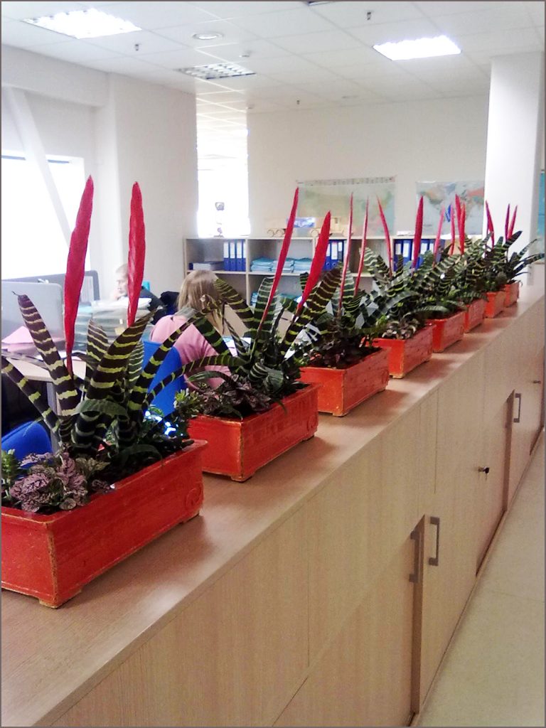 HORTUS-MAGICUS-fitodizaino-sprendimai-vazonai-pagal-specialų-užsakymą.-Poted-plants-