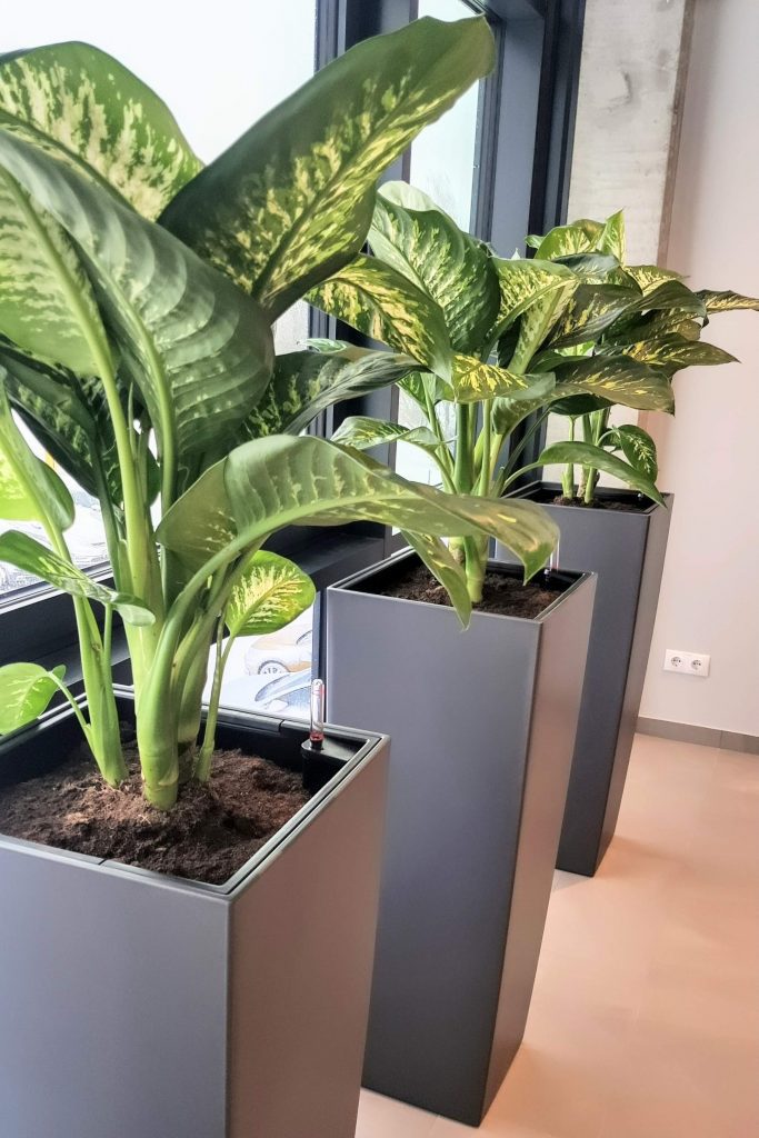 HORTUS MAGICUS vidaus apželdinimo projektas DHL Lietuva (13)